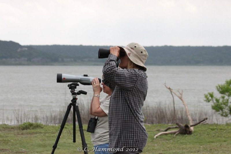 Looking for Swallows.jpg